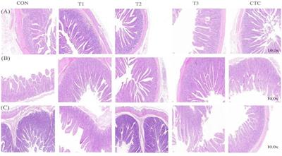 Effect of tea polyphenols on intestinal barrier and immune function in weaned lambs